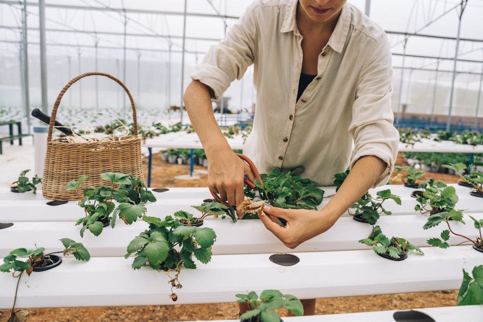 A woman uses scissors to prune plants inside a modern hydroponic greenhouse with a woven basket.